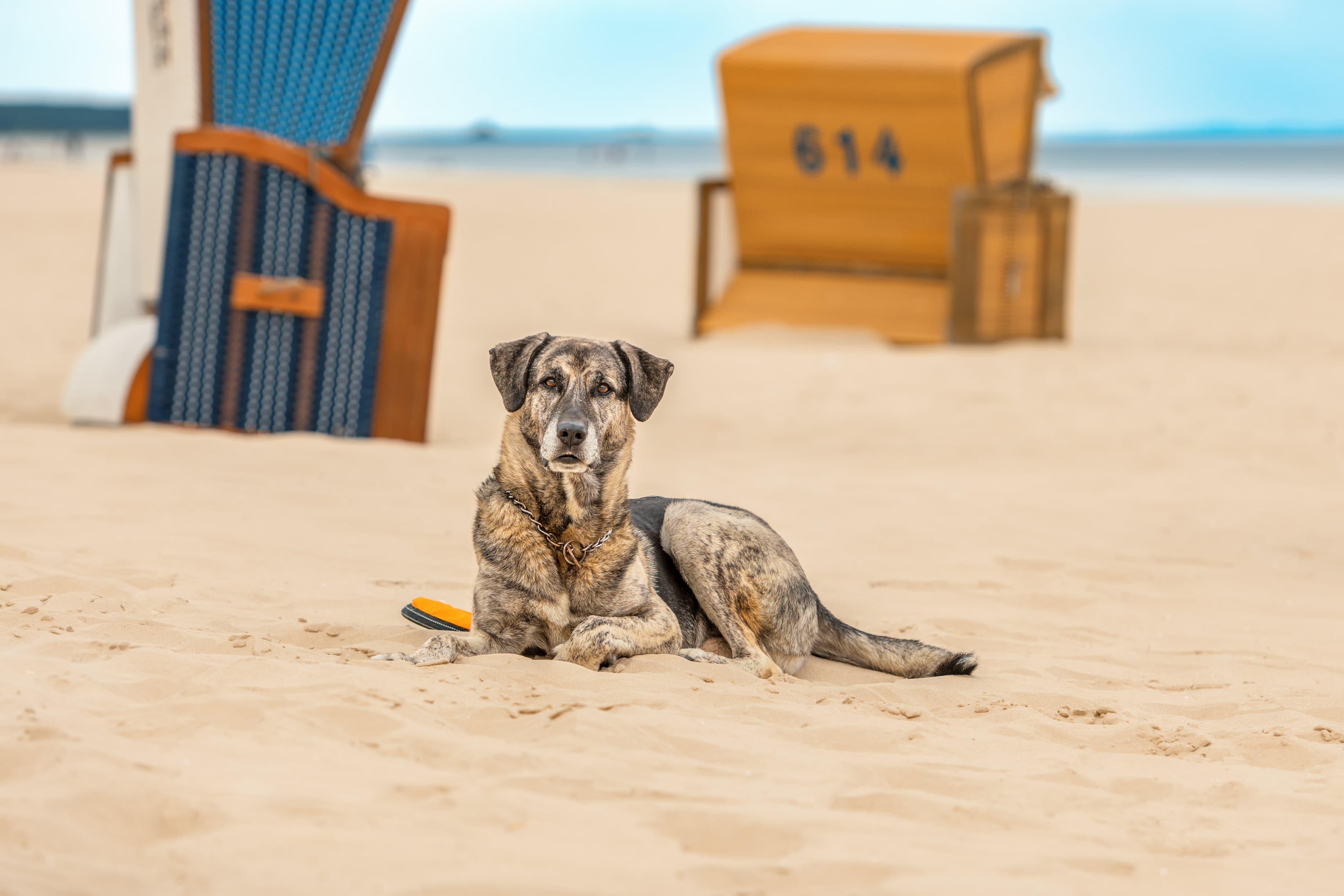 Hund am Strand