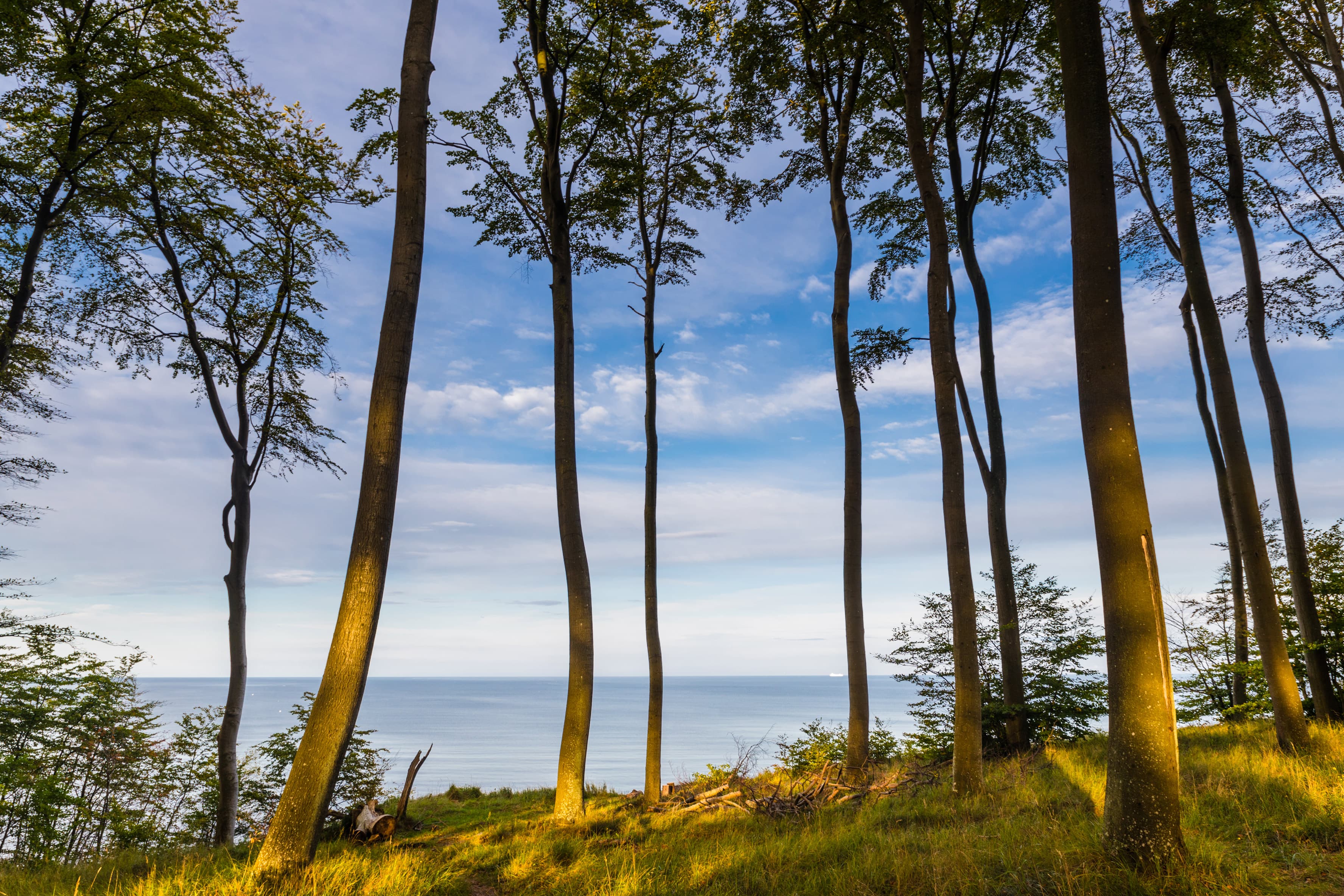 Blick durch den Küstenwald auf die Ostsee
