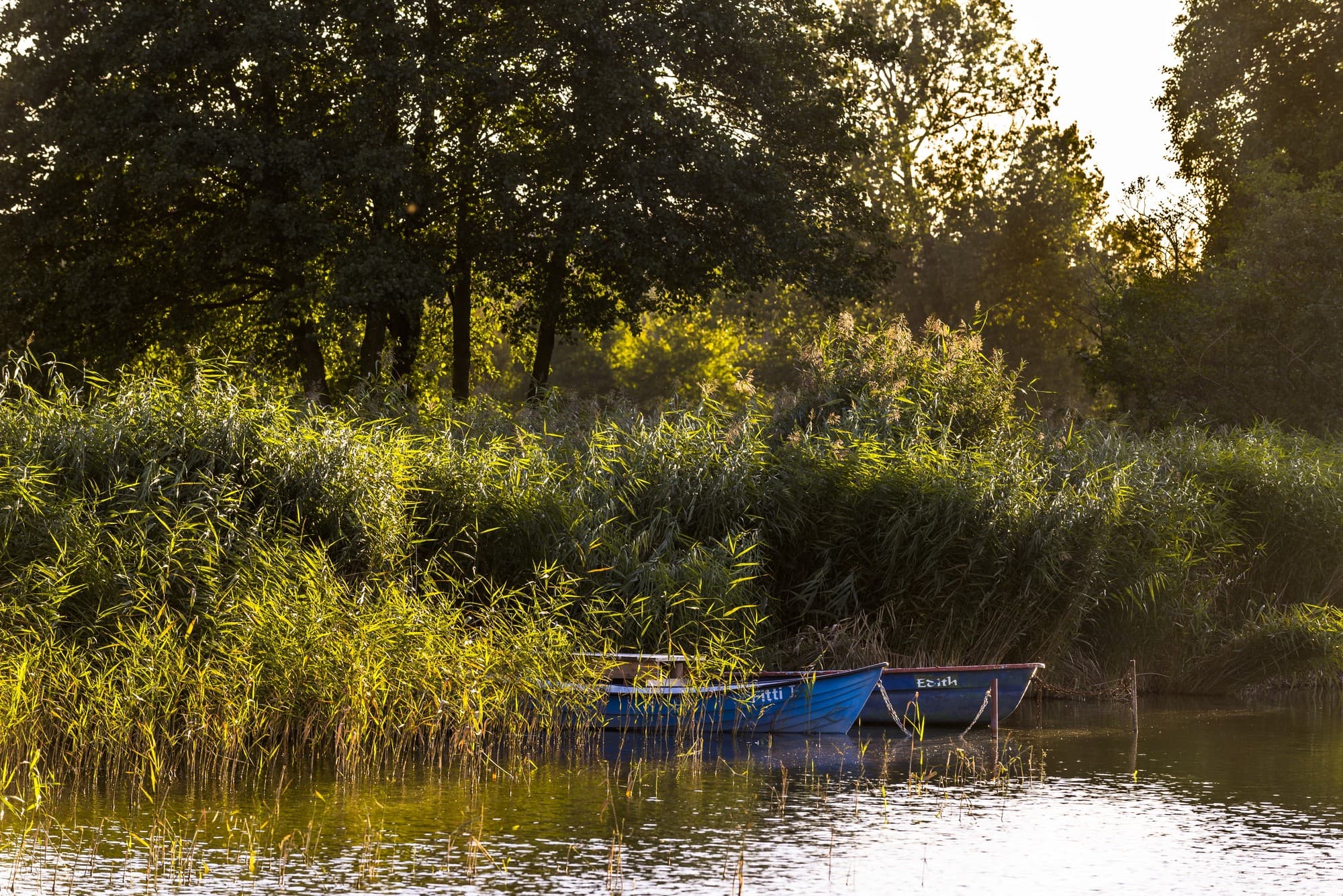 Boote im Schilf