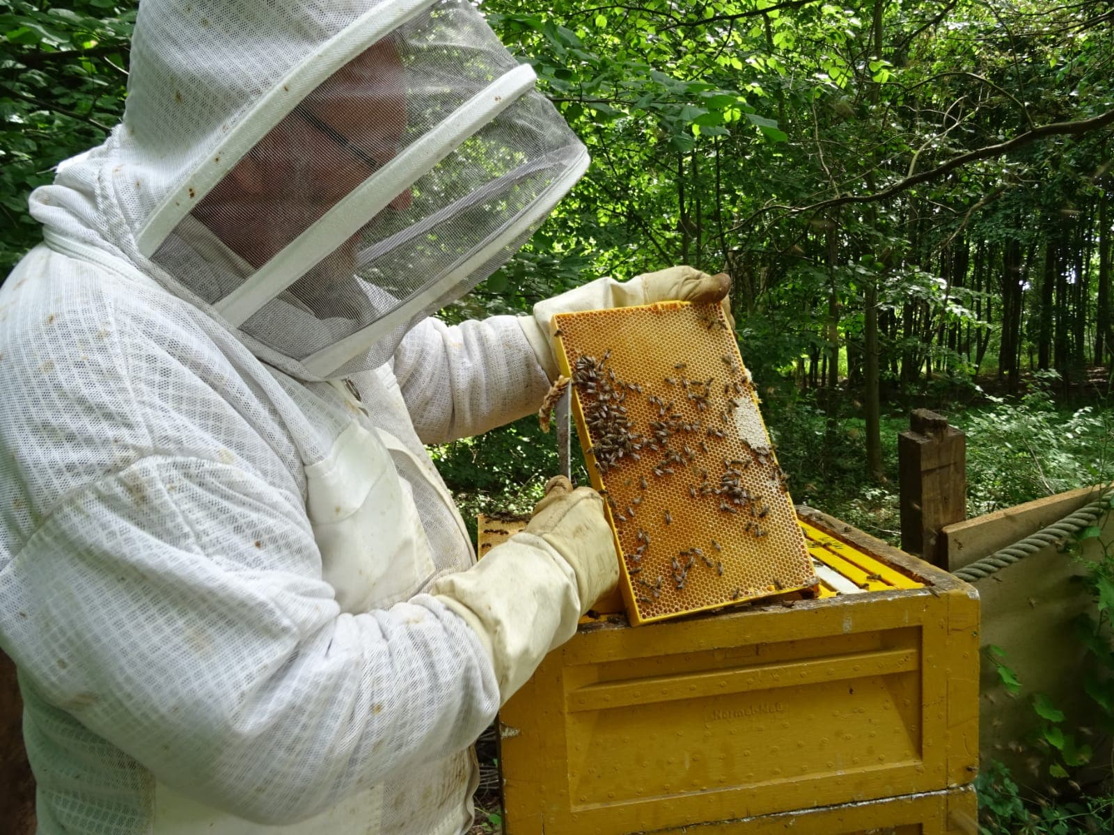 Imker am Bienenstock