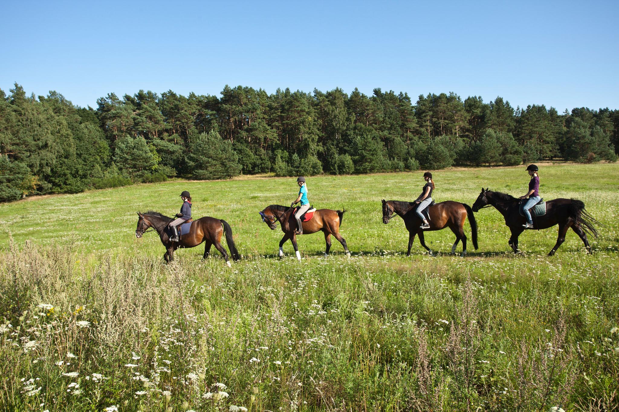 Reiten