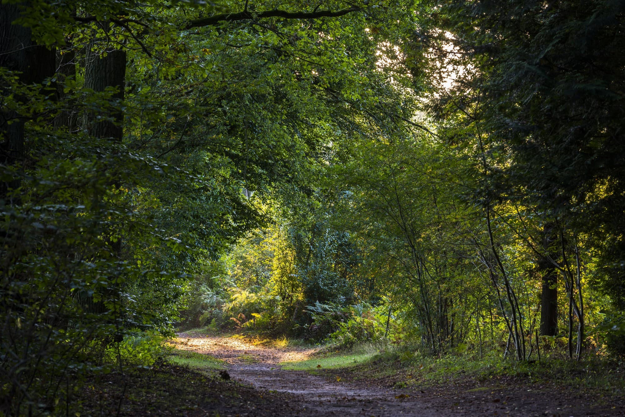 Waldweg im Dämmerungslicht