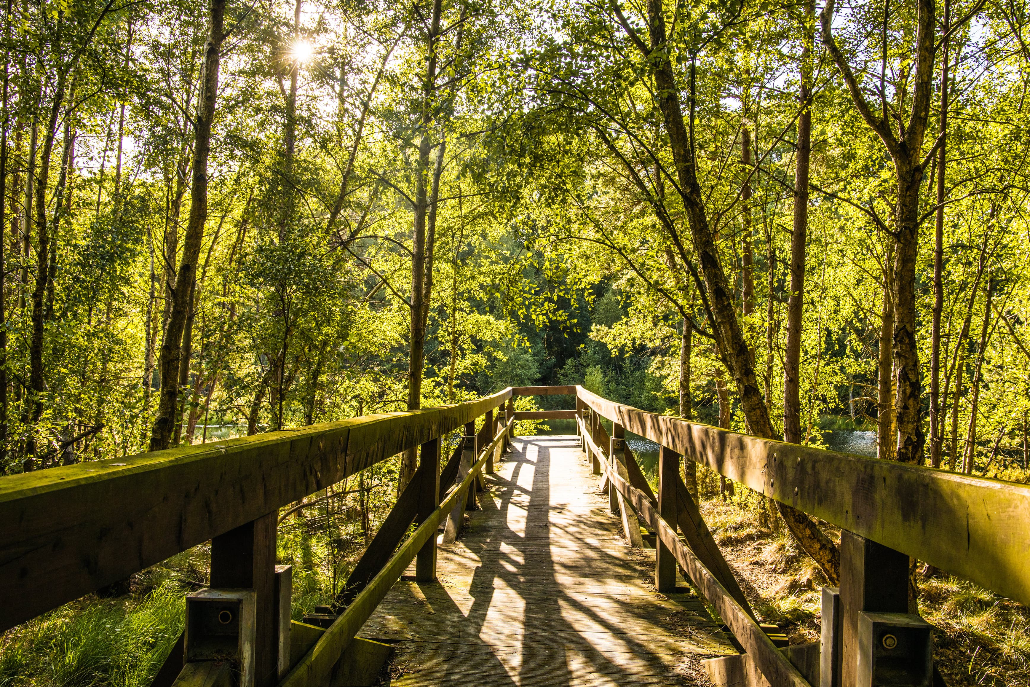 Steg führt zum Mümmelkensee durch grünen Laubwald