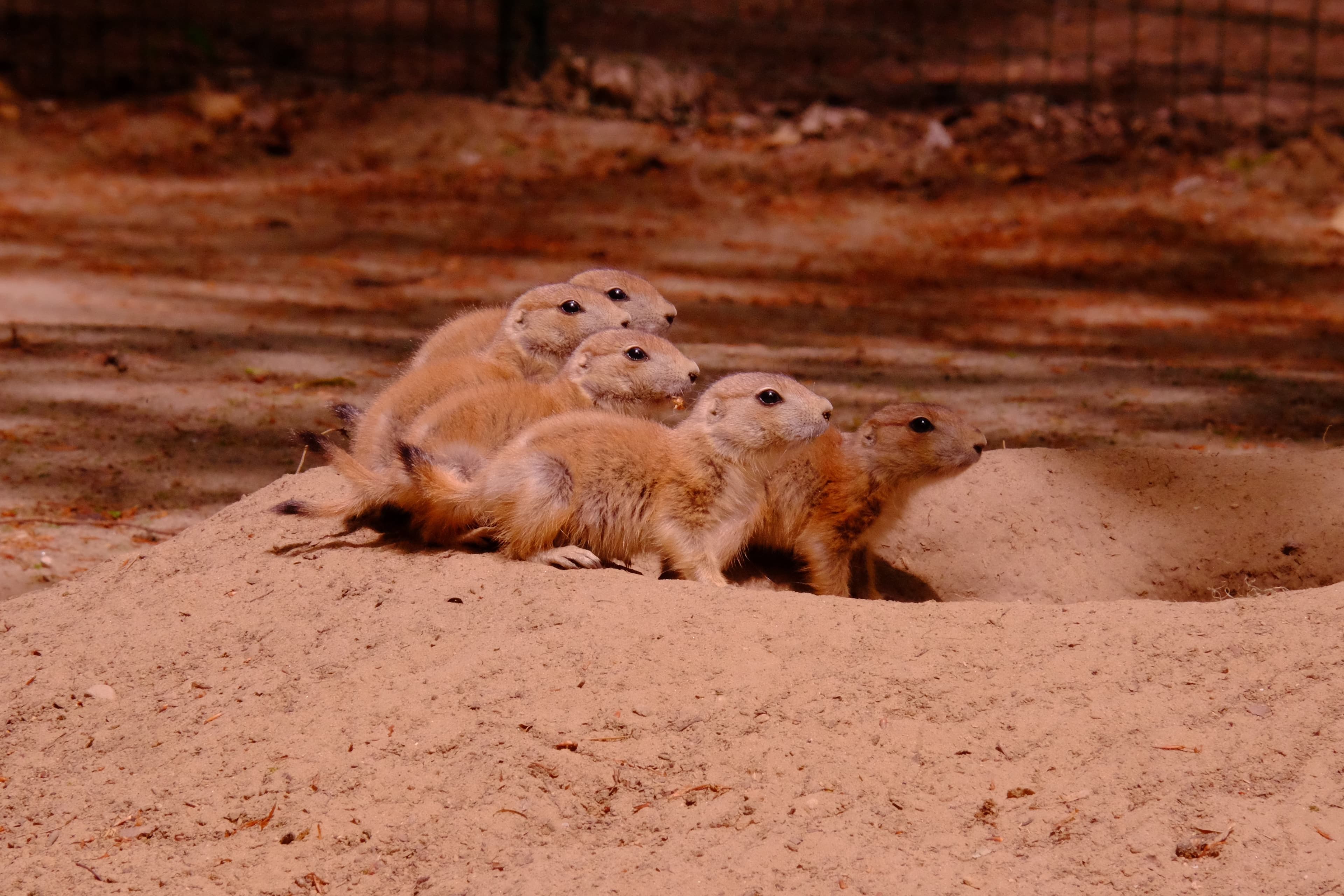 Präriehunde im Tierpark Wolgast