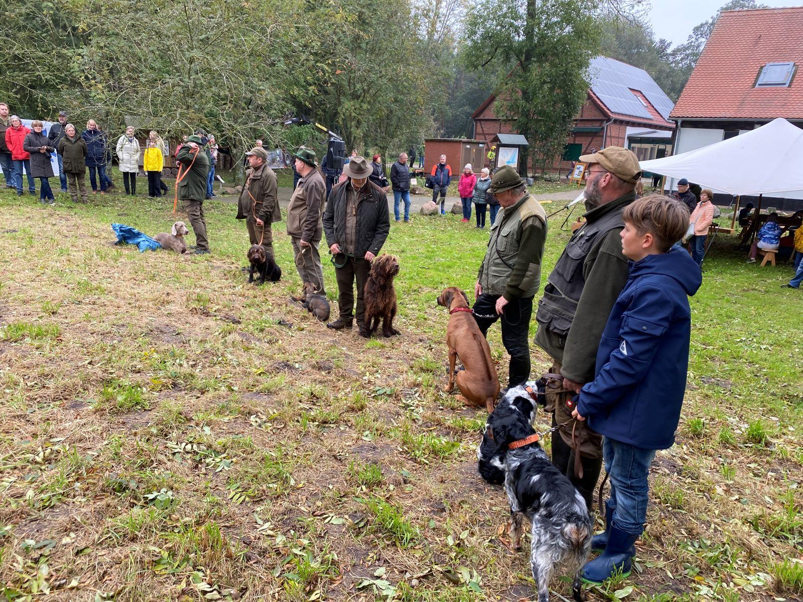 Jagdhundeschau auf einer Wiese