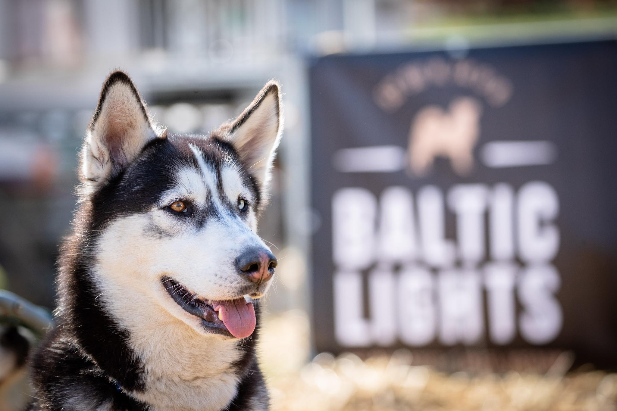 Husky vor einem Schild mit der Aufschrift "Baltic Lights"