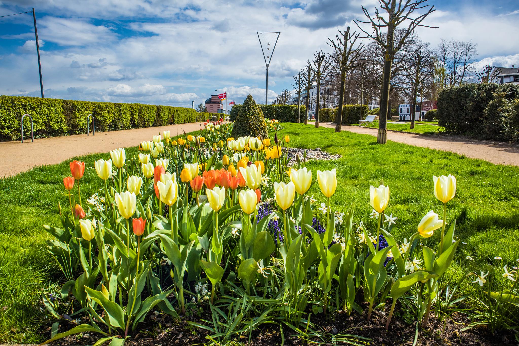 Tulpen an der Promenade der Kaiserbäder