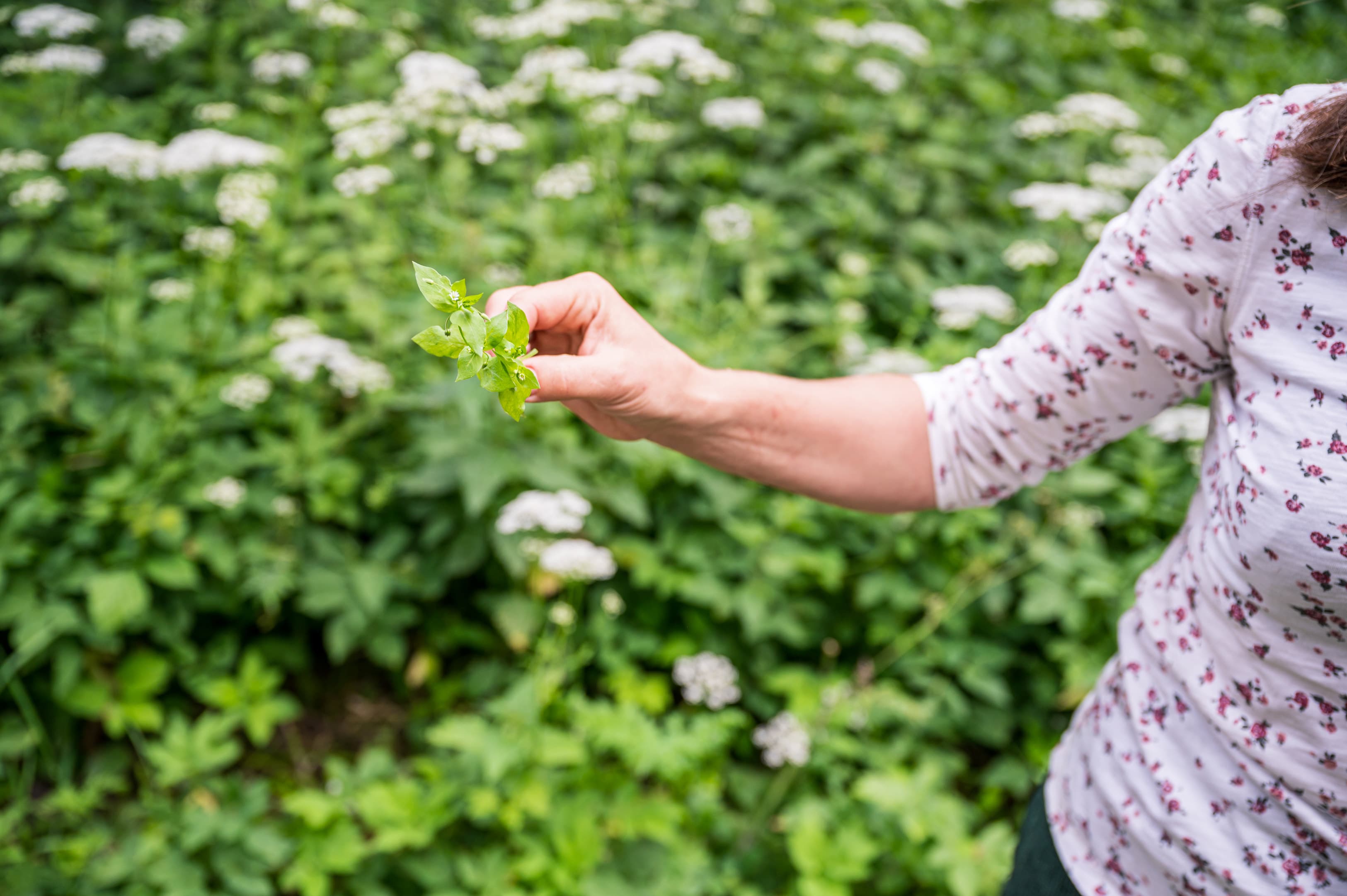 Person hält eine grüne Blüte in der Hand