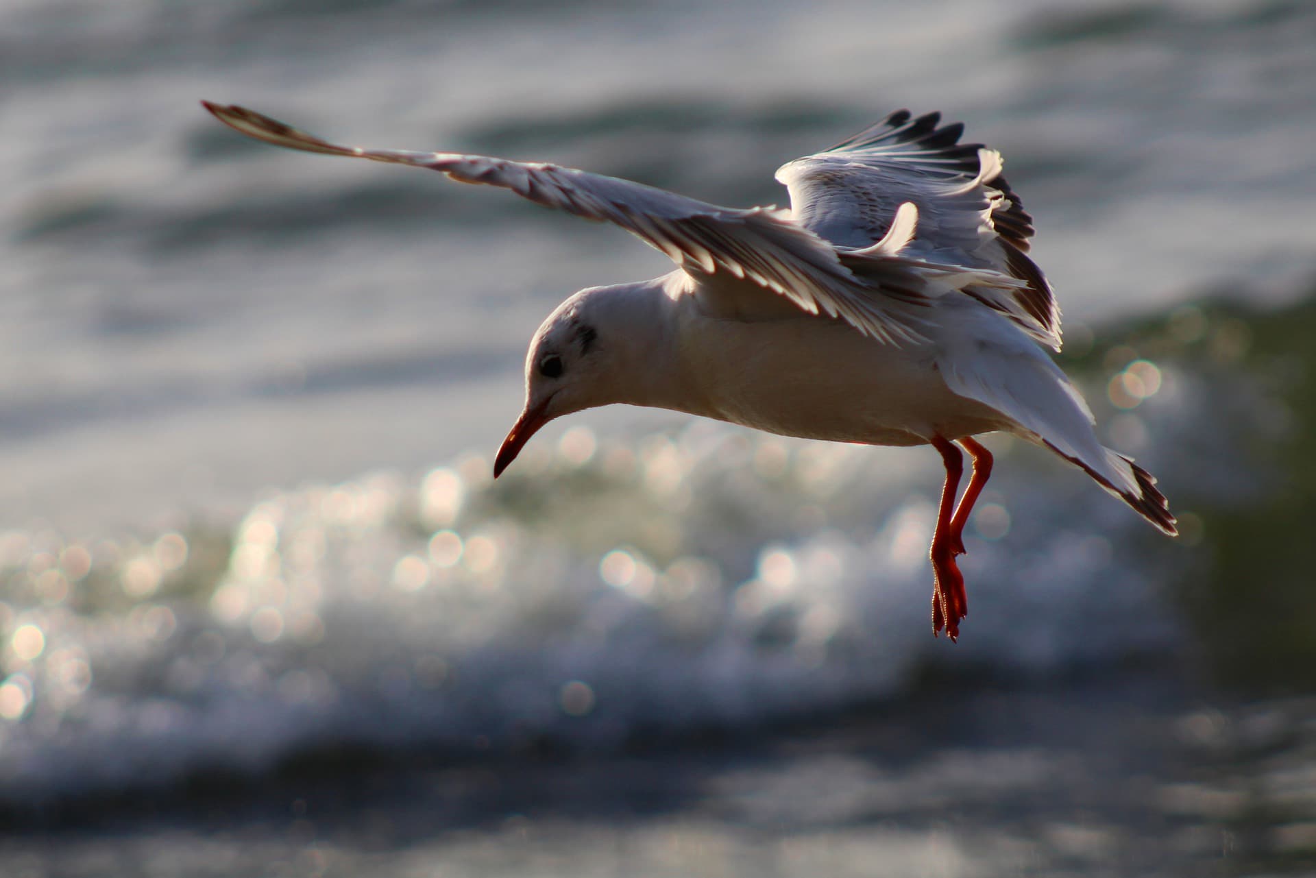 meer-möwe-kurzurlaub