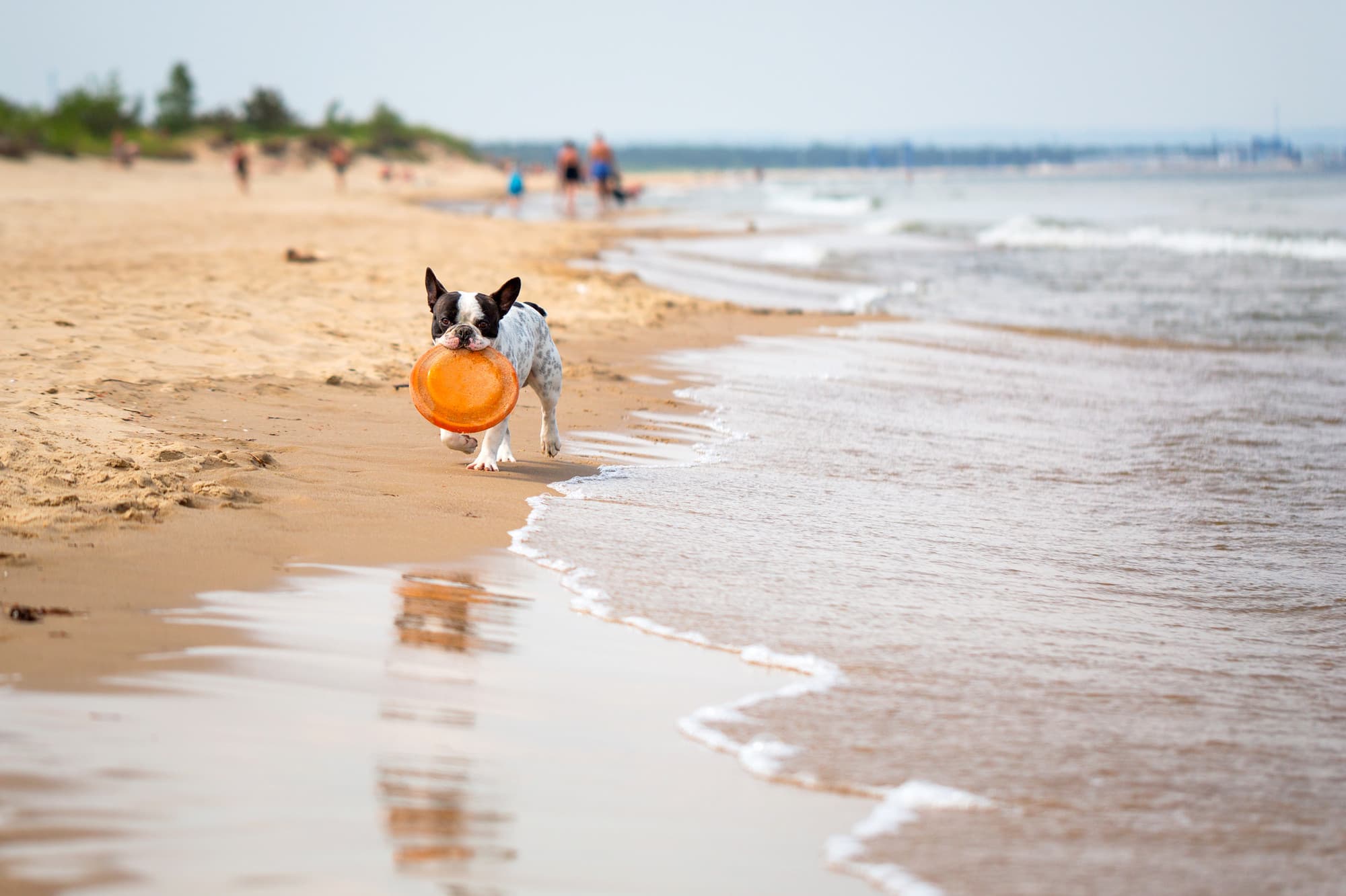Hund läuft am Wasser