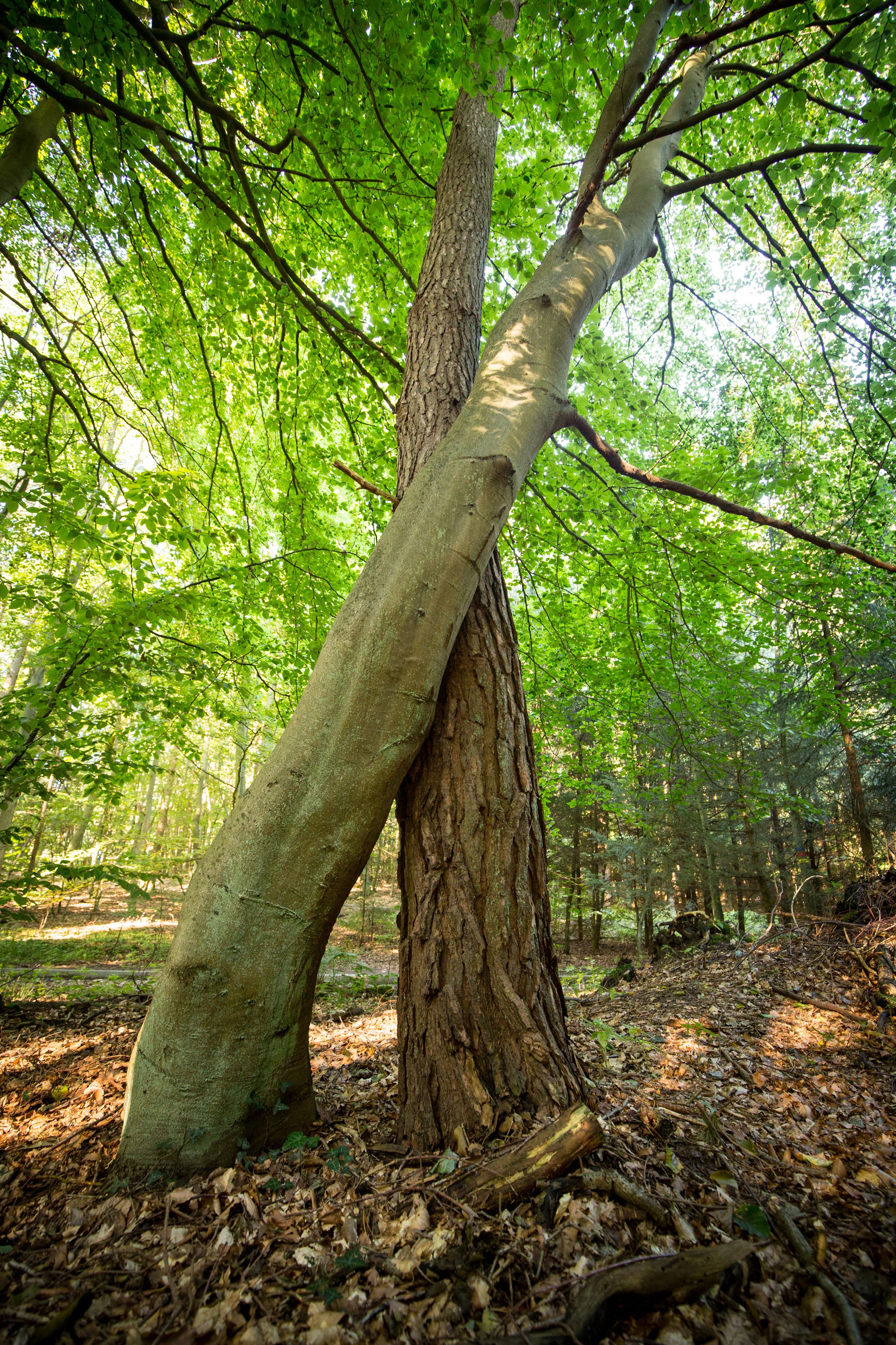 Baumlandschaft im Kur- und Heilwald