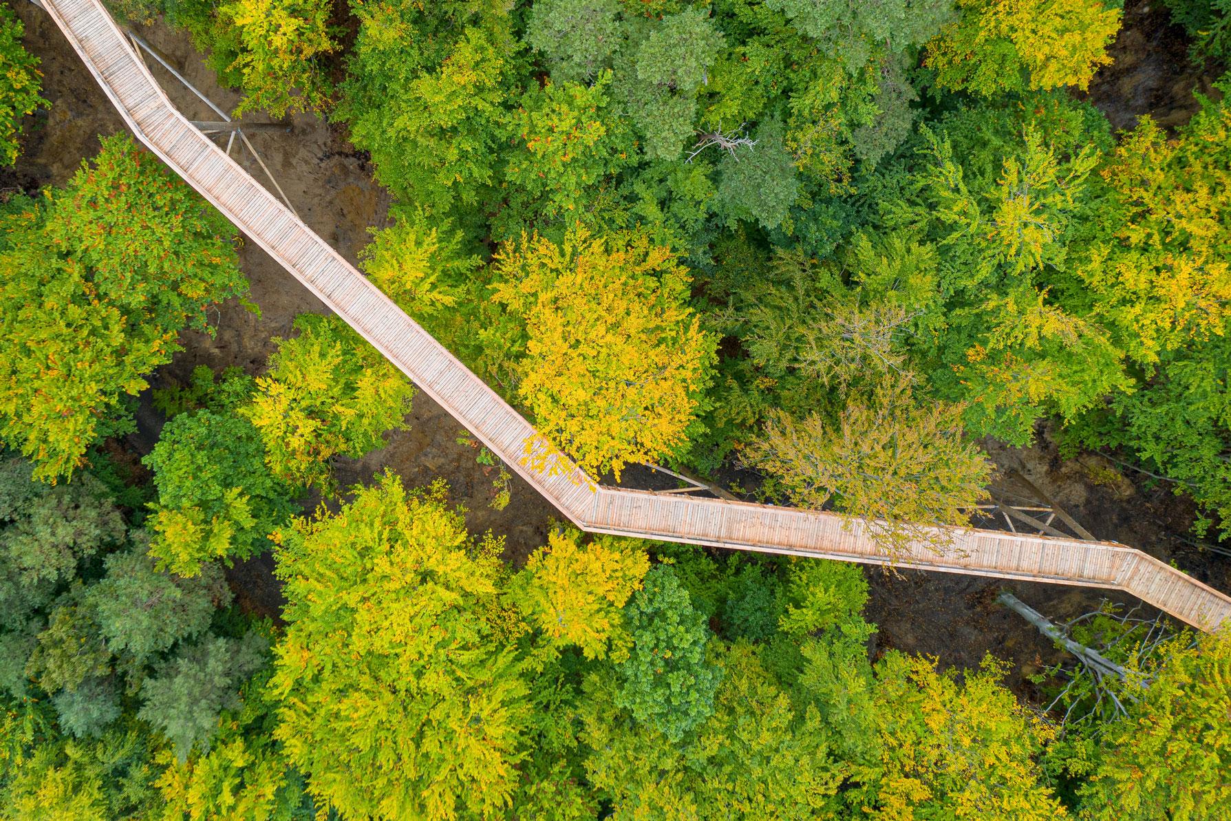 Luftaufnahme Baumwipfelpfad-Holzweg eingebettet in grünen Küstenwald