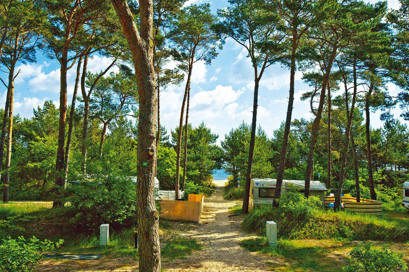 Das Bild zeigt das Dünencamp in Karlshagen mit Stellplätzen direkt im Küstenwald hinter der Düne.