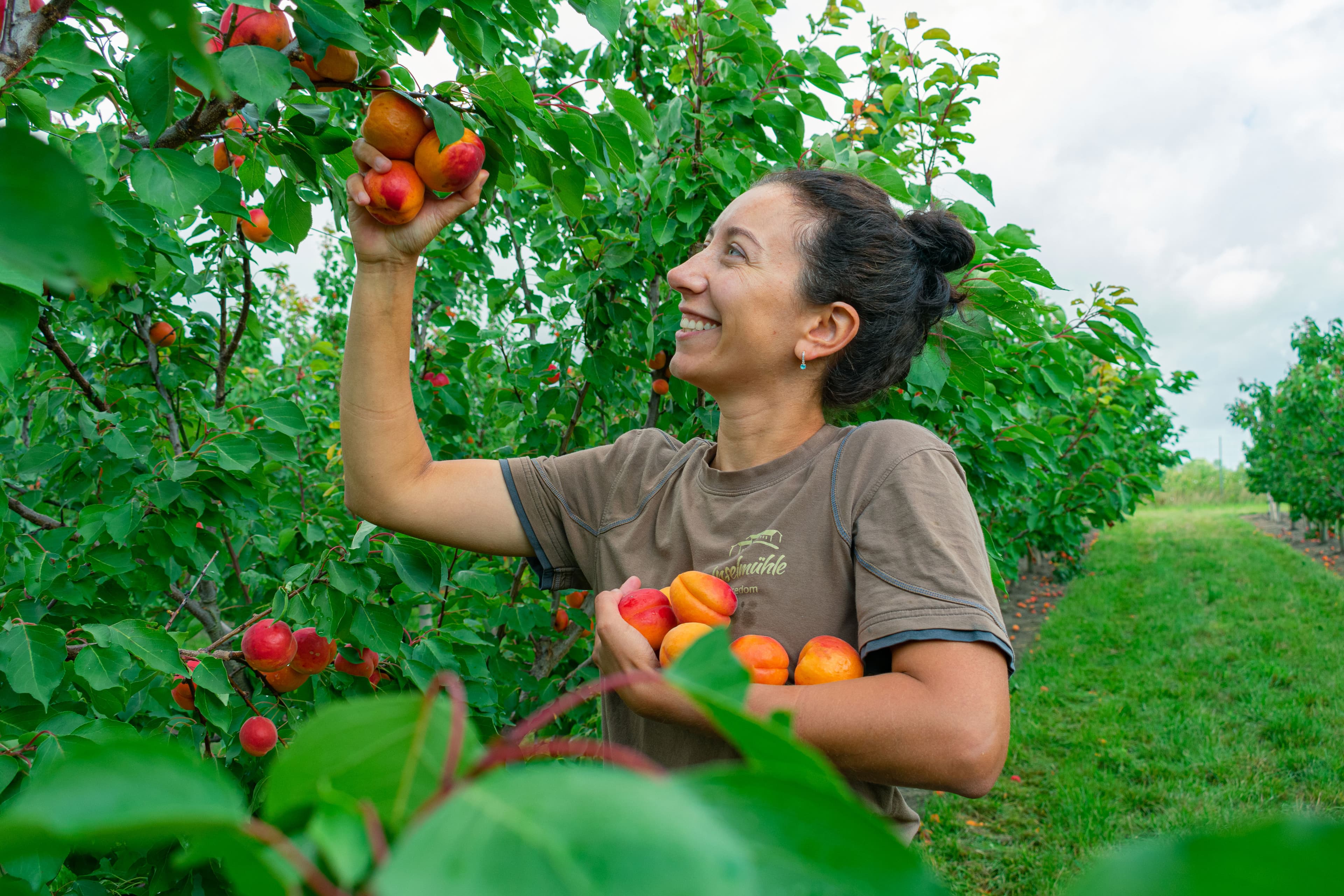 Frau pflückt Aprikosen von einem Baum.