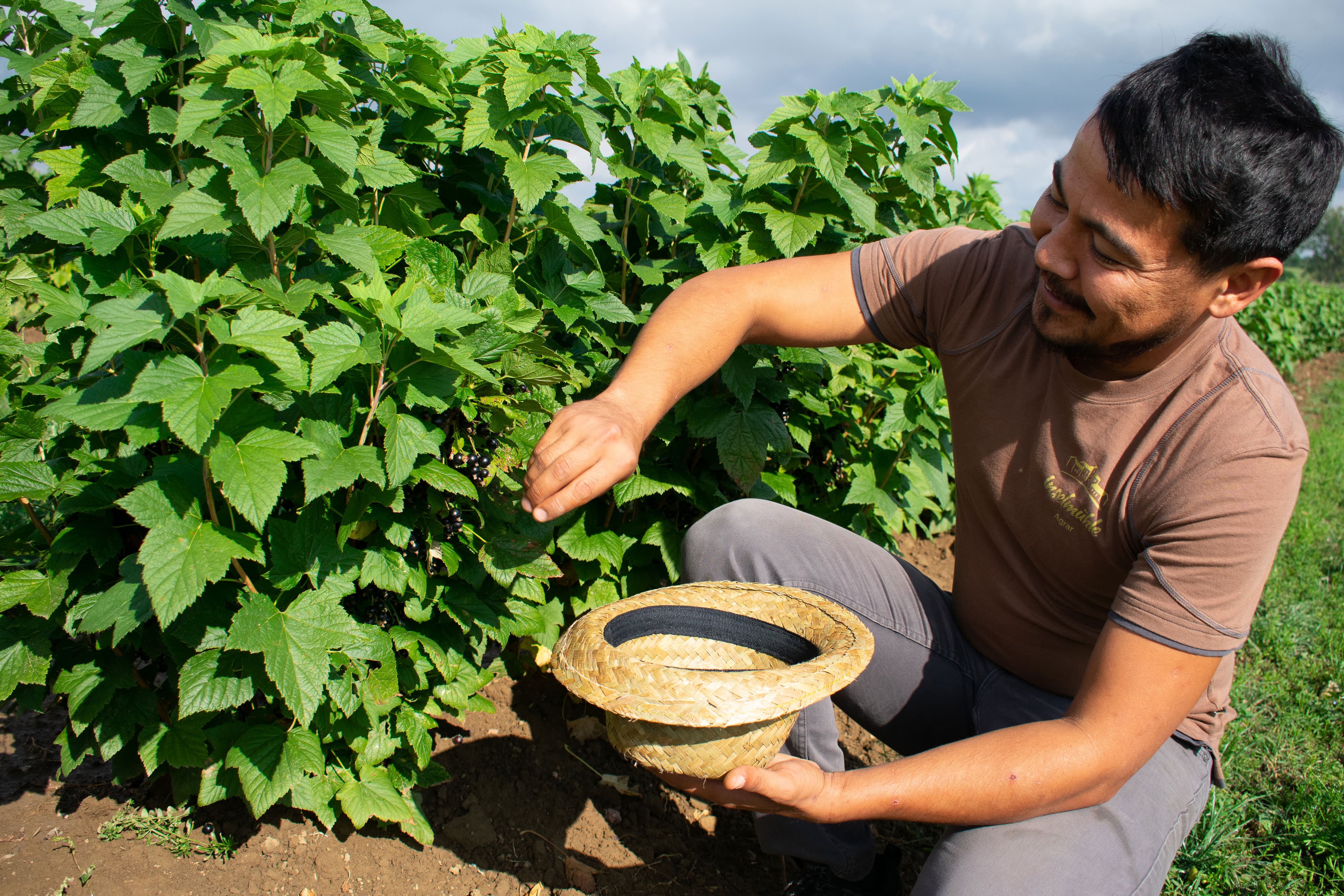 Mann plückt Johannisbeeren von einem Strauch.
