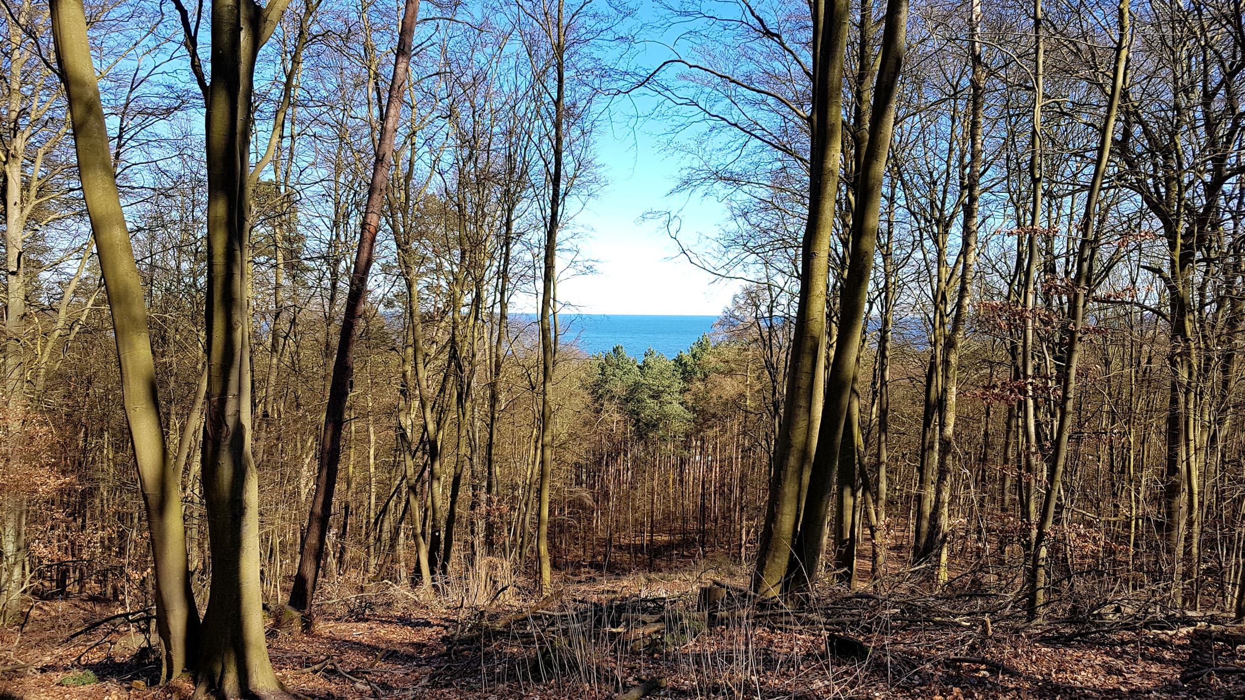 Blick auf die Ostsee im Küstenwald