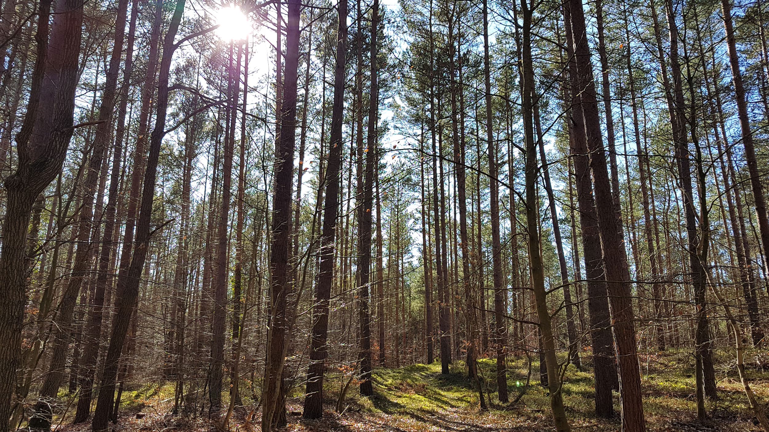 Kur- und Heilwald auf Usedom