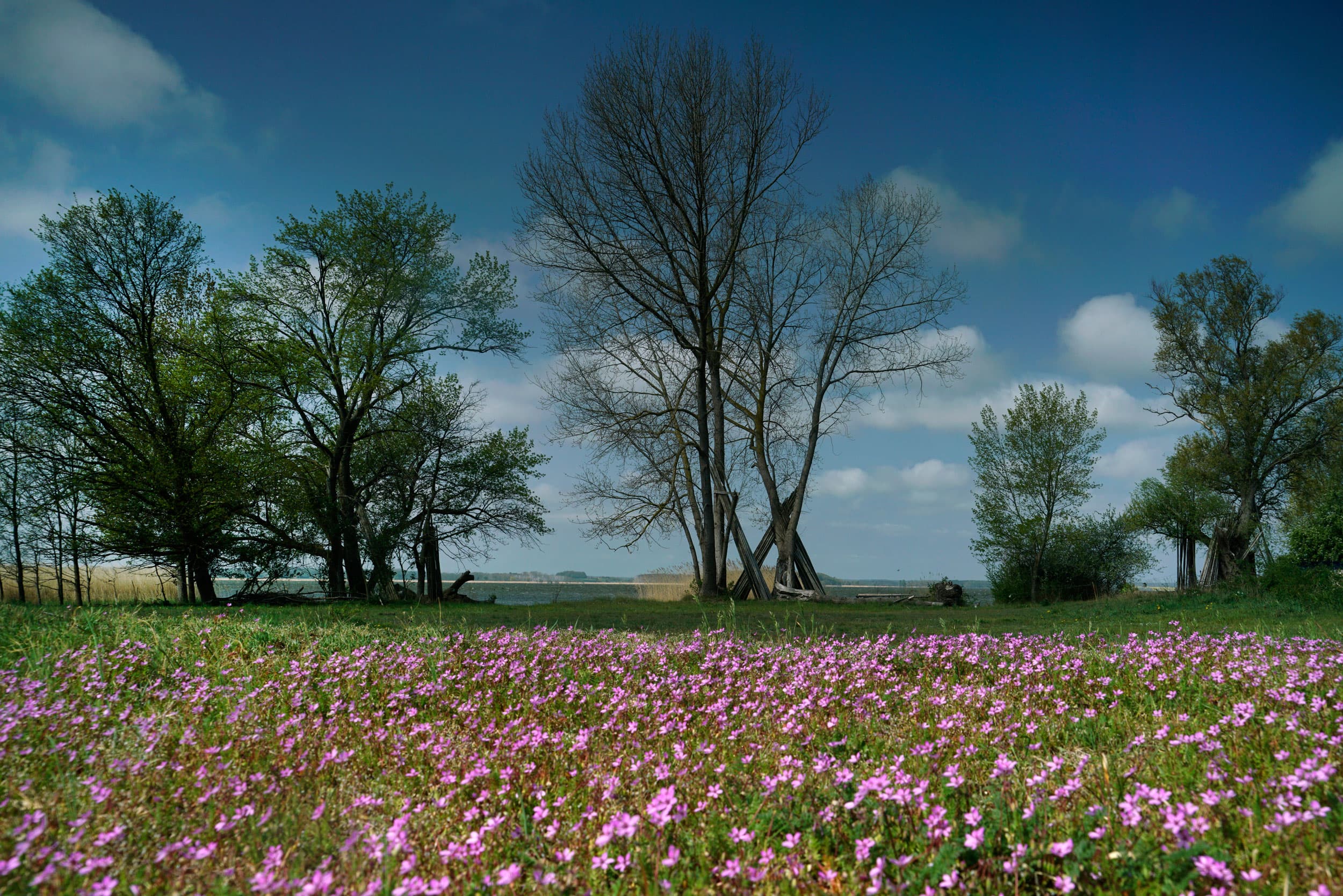 blühende Wiese am Lieper Winkel