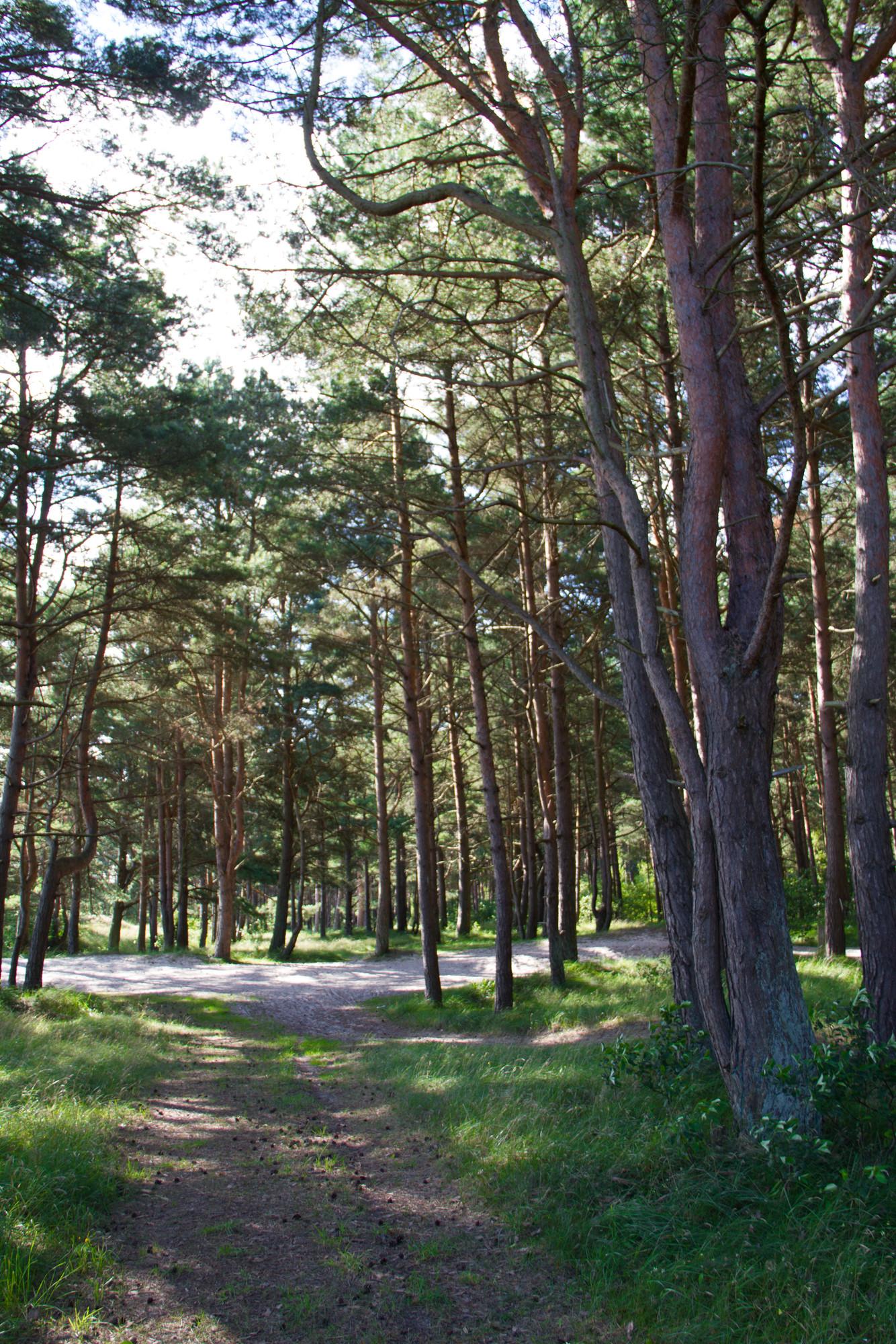 Das Bild zeigt den Küstenwald in Peenemünde. 