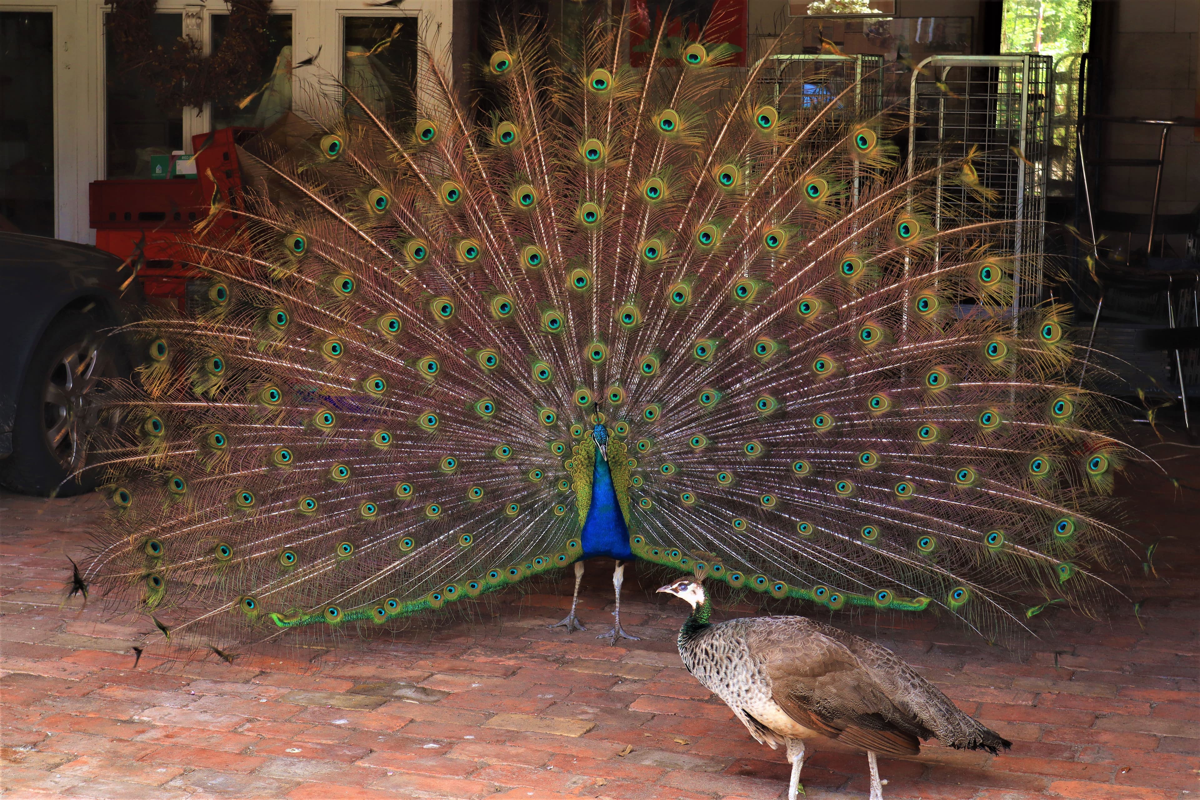 Pfau beim Hofladen