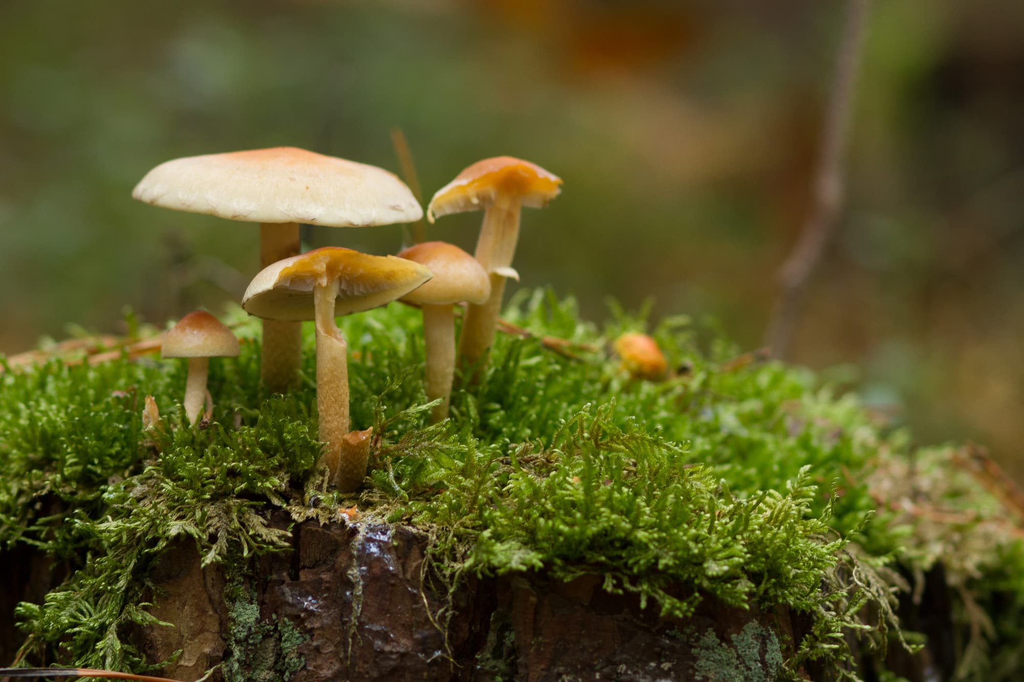 Pilze im Wald