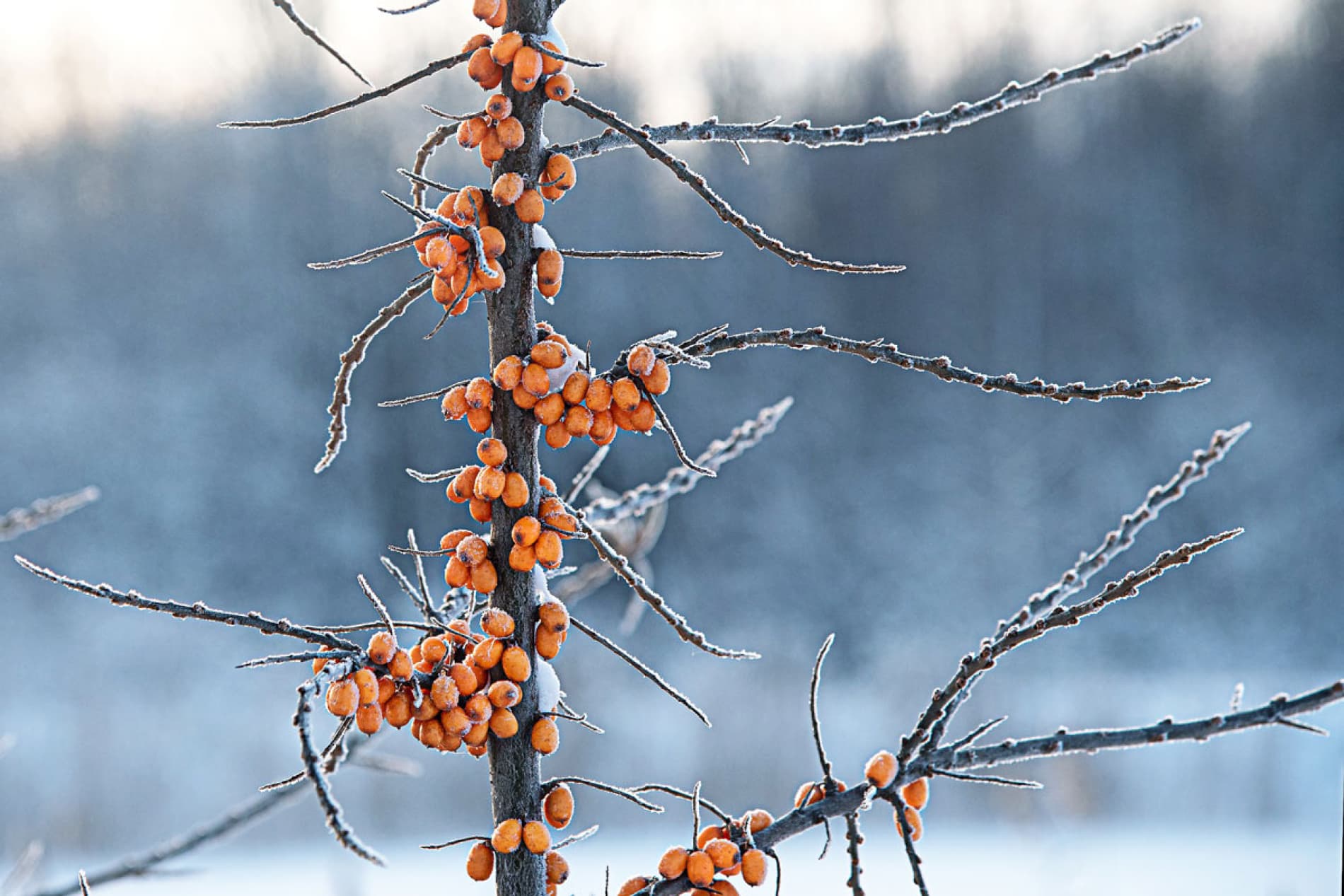 Zweig mit Sanddornbeeren im Winter