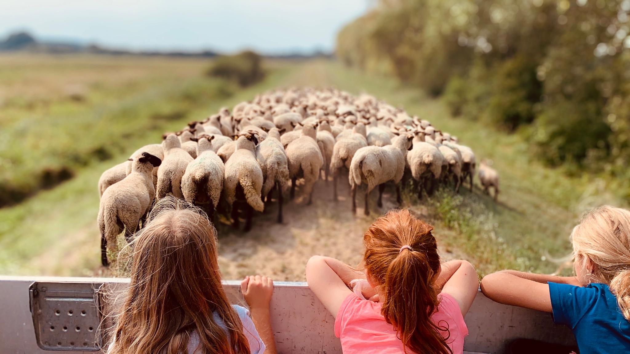 Schafe auf einem Feldweg
