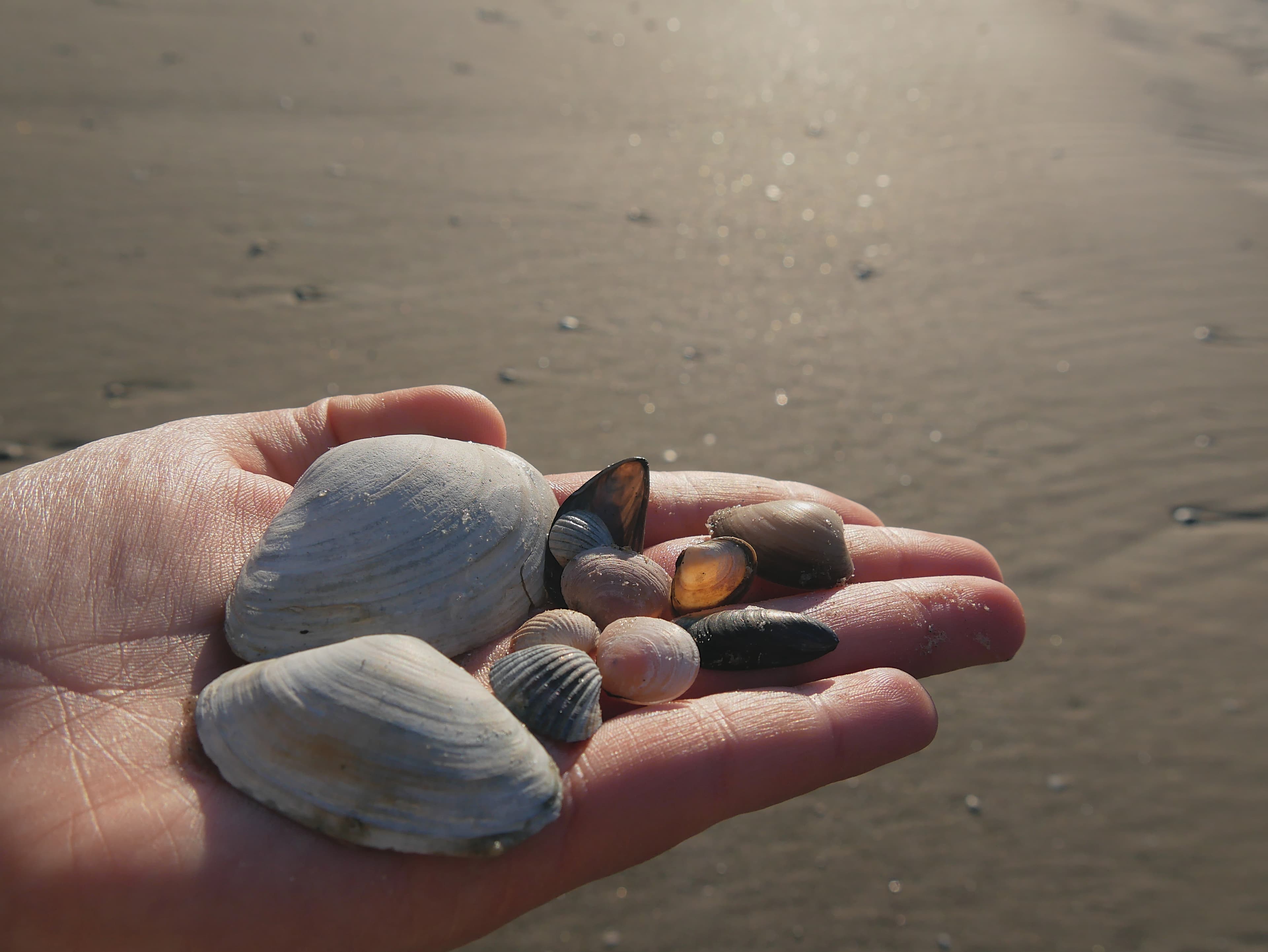 Person hält Strandgut in der Hand.