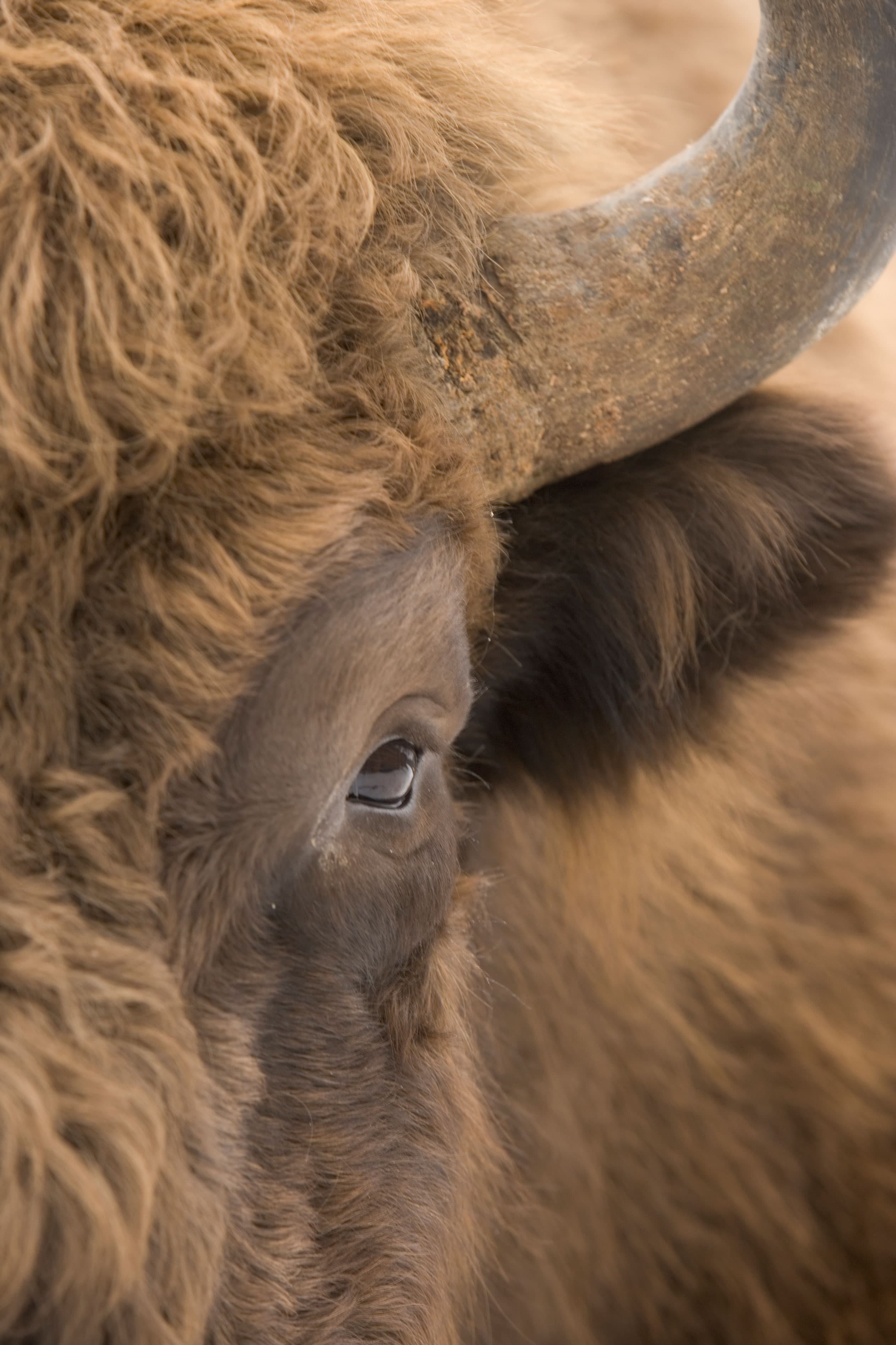 Wisent
