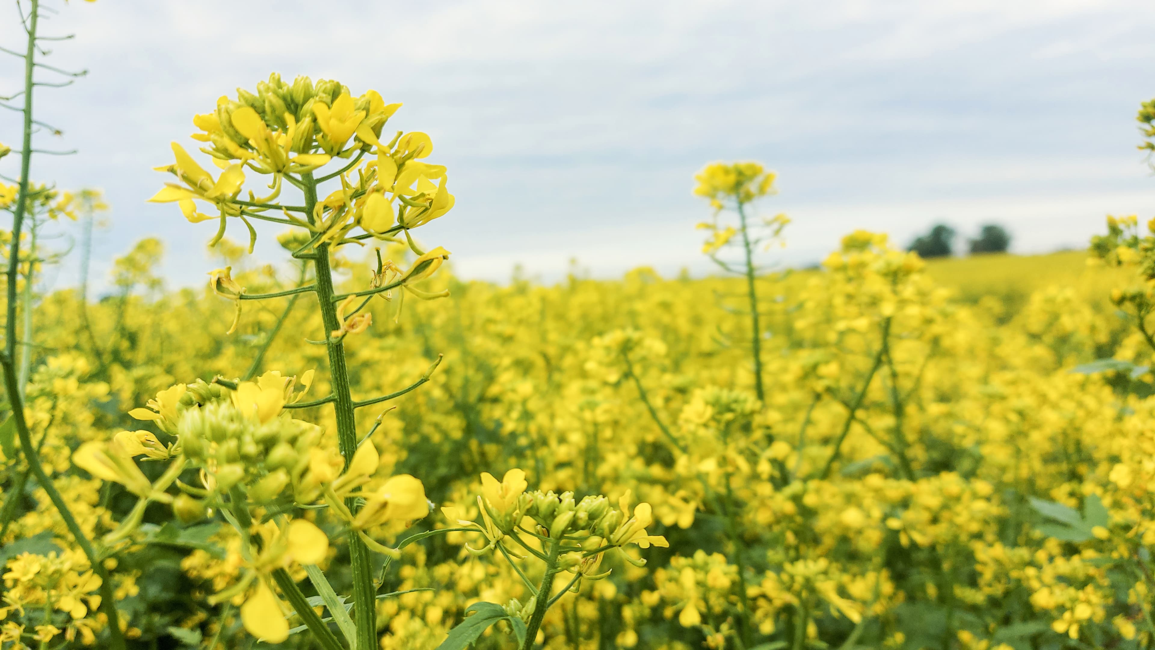 Senfblüte auf Usedom