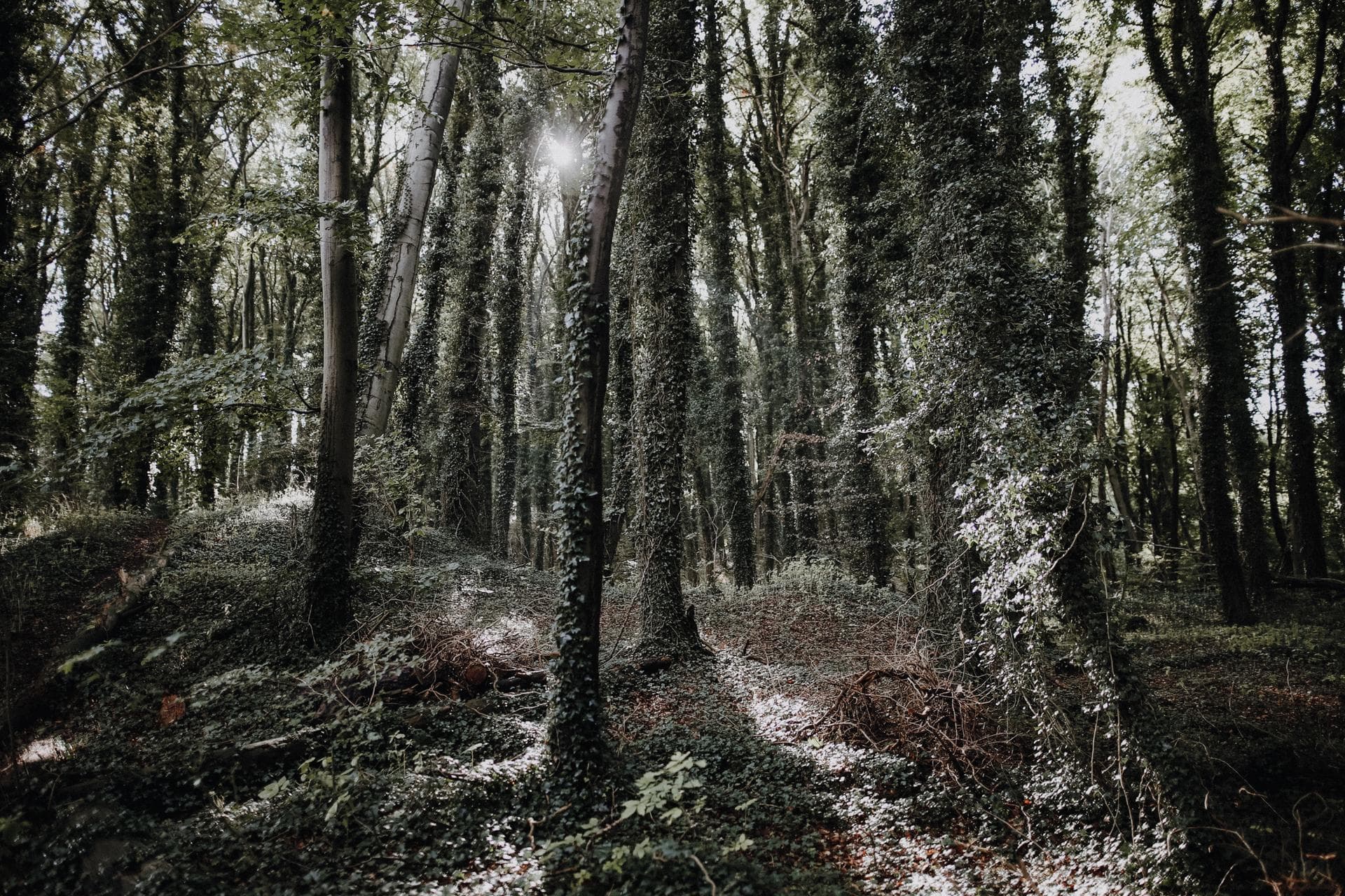 Märchenhafter Wald