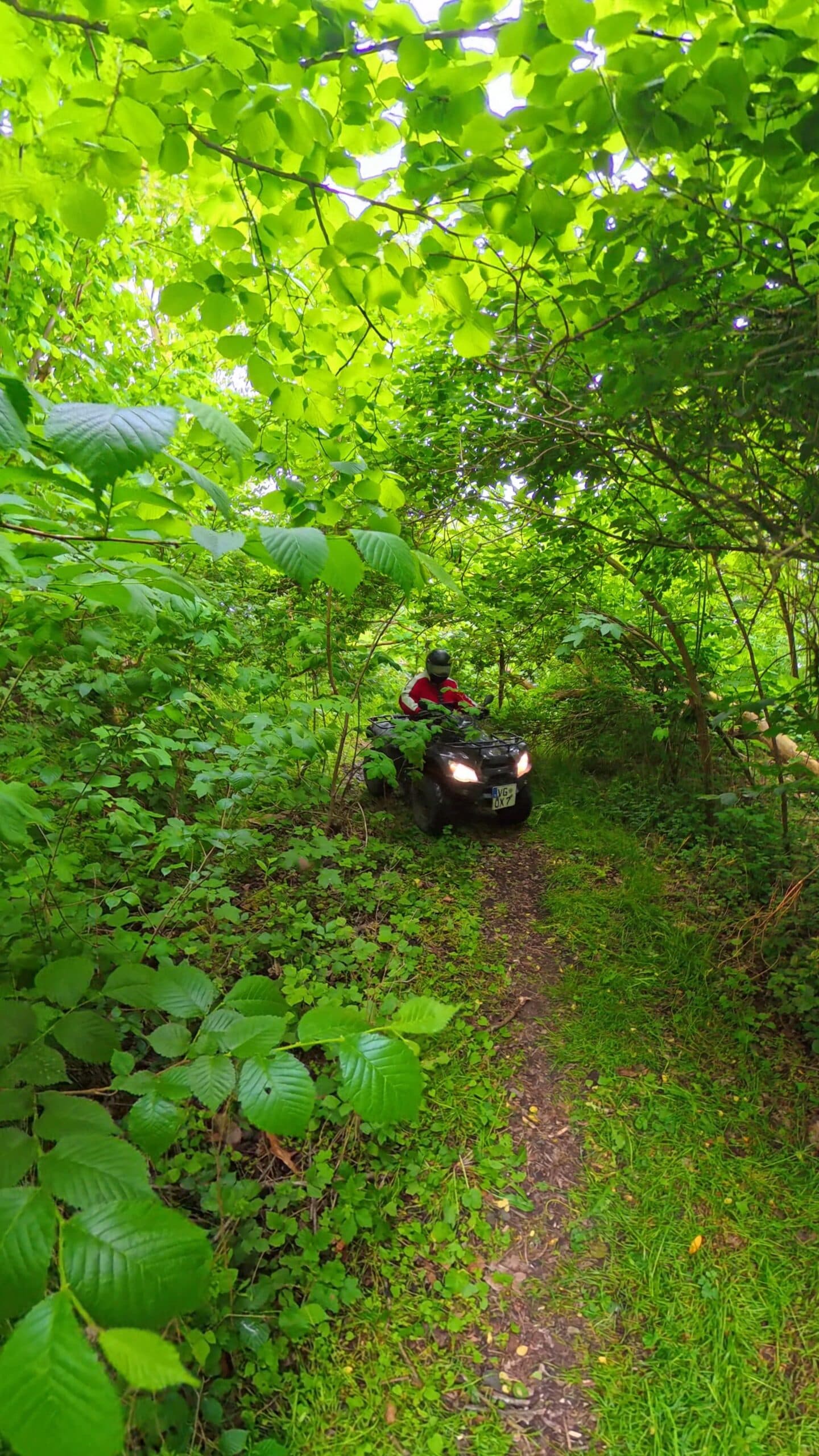 dicht bewaldeter Weg im Sommer, dazwischen ein einzelnes Quad mit Fahrer oder Fahrerin